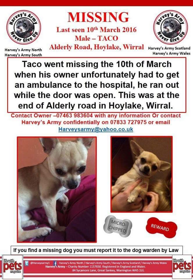 LisaLisaw1's tweet photo. Please RT #FindTaco tiny #Chihuahua #Missing #Hoylake #Witral @LostboxUK @DogsTrust @millypod1 @stephanddom TY xx https://t.co/N9LldYVNIE