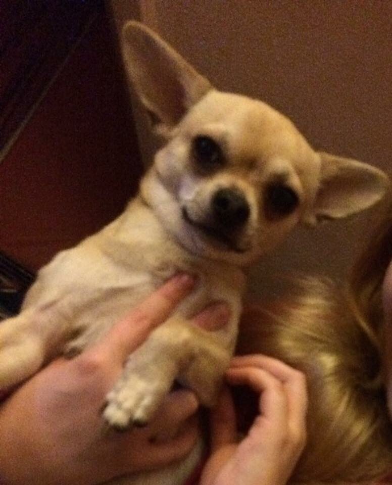 LisaLisaw1's tweet photo. Please RT #FindTaco tiny #Chihuahua #Missing #Hoylake #Witral @LostboxUK @DogsTrust @millypod1 @stephanddom TY xx https://t.co/N9LldYVNIE