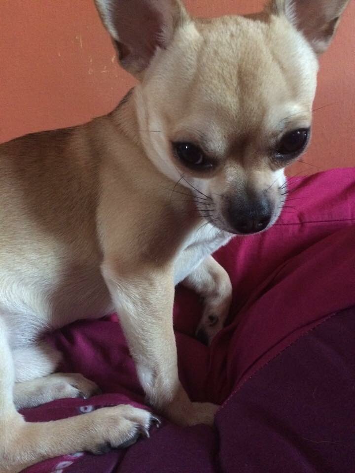 LisaLisaw1's tweet photo. Please RT #FindTaco tiny #Chihuahua #Missing #Hoylake #Witral @LostboxUK @DogsTrust @millypod1 @stephanddom TY xx https://t.co/N9LldYVNIE