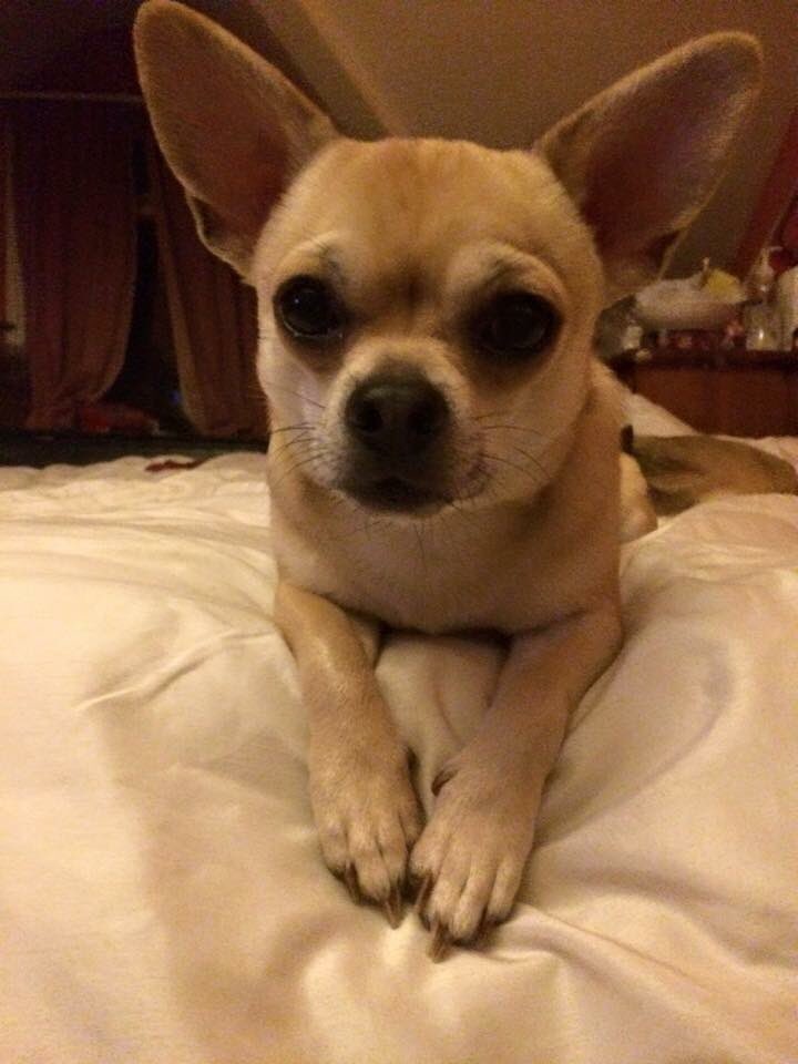 LisaLisaw1's tweet photo. Please RT #FindTaco tiny #Chihuahua #Missing #Hoylake #Witral @LostboxUK @DogsTrust @millypod1 @stephanddom TY xx https://t.co/N9LldYVNIE