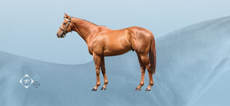 HoofprintTv's tweet photo. Tamayuz: Standing at Derrinstown Stud - Hoofprint TV - https://t.co/MnJp15xoyU https://t.co/9yEA2i2T8B