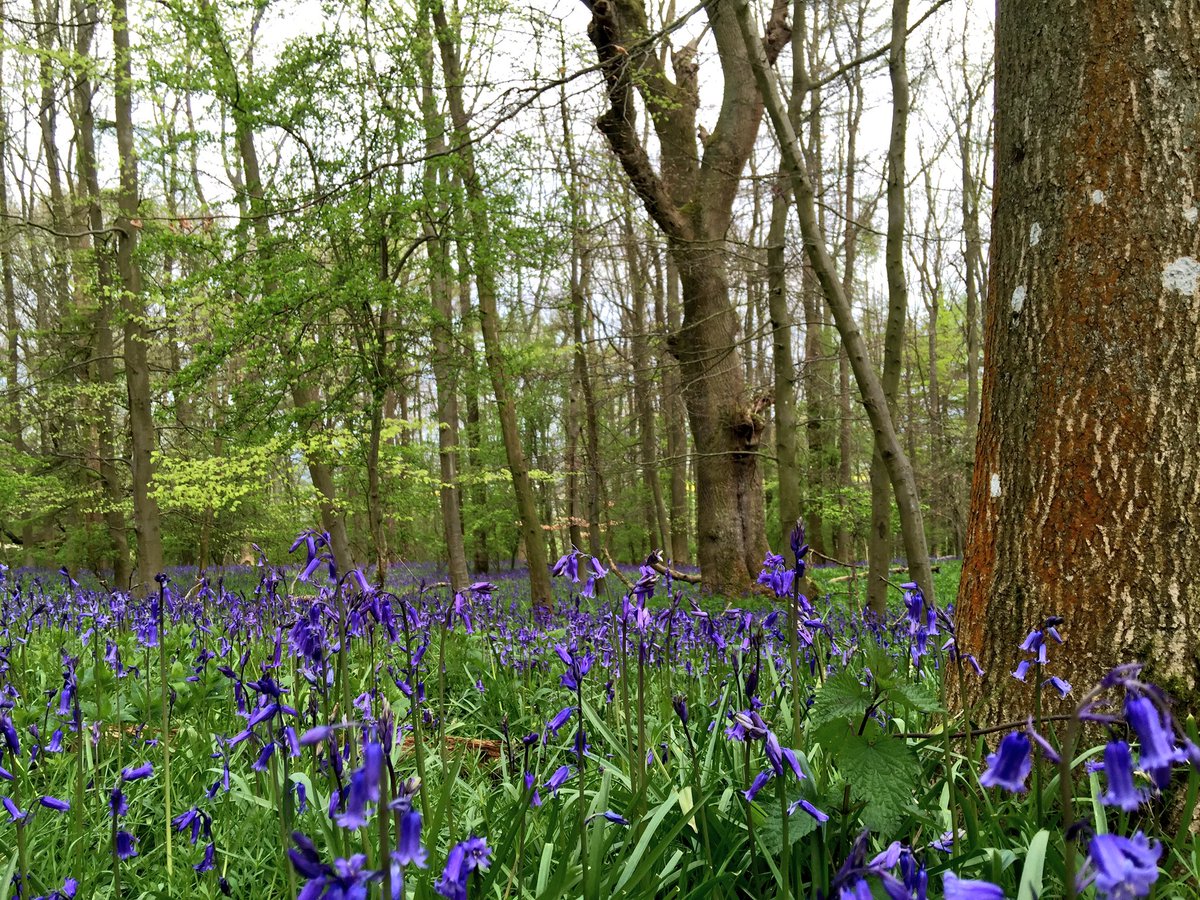 #CotswoldsHour We went to Dover’s Hill in Chipping Campden Monday... beautiful bluebells and beautiful views x