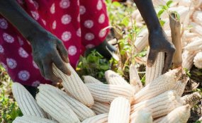 BASF Agricultural Solutions tweet media