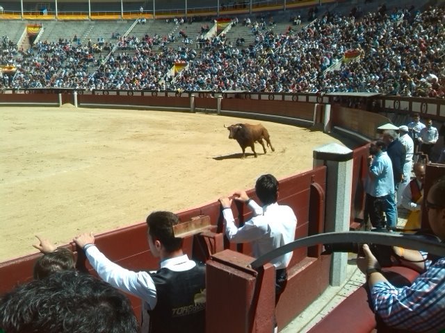 arribestaurinas's tweet photo. Gran recibimiento a porta gayola de @SaulRivera90. Buen comportamiento del Toro. #Directo @LasVentas_ https://t.co/G4ysHyHvUB