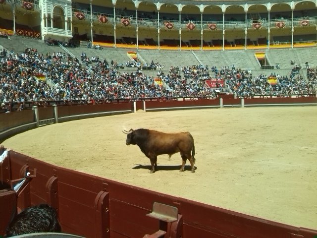 Gran recibimiento a porta gayola de <a href="/SaulRivera90/">Saúl Rivera</a>. Buen comportamiento del Toro. #Directo <a href="/LasVentas_/">@lasventas_</a>