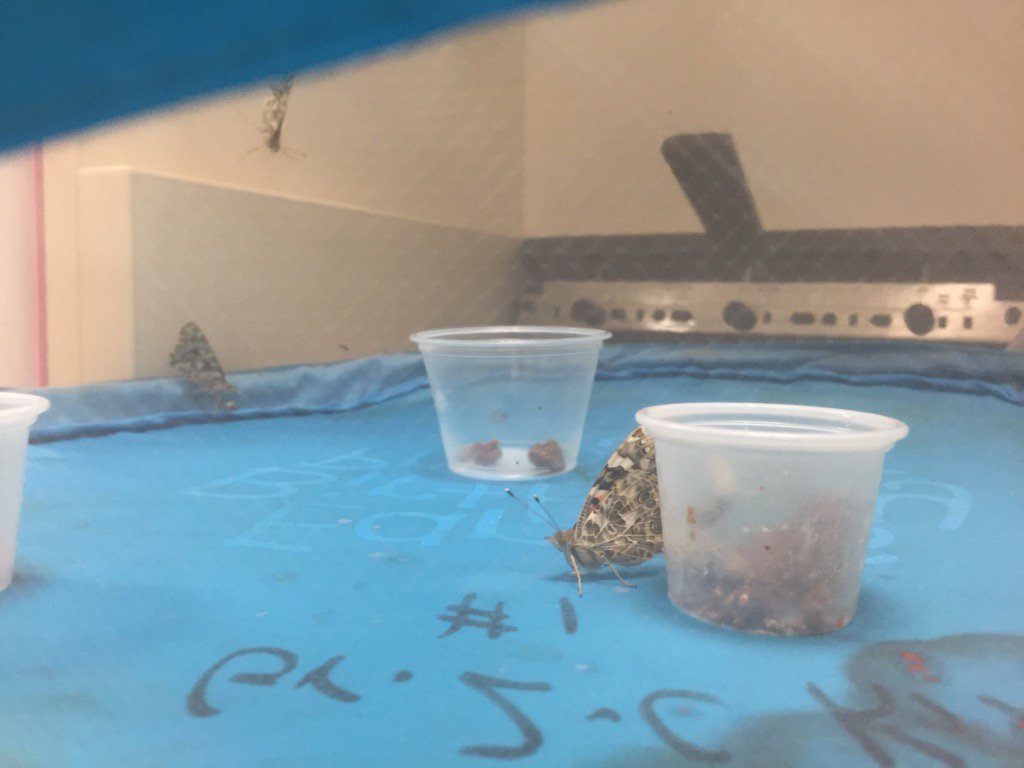 We have butterflies!!