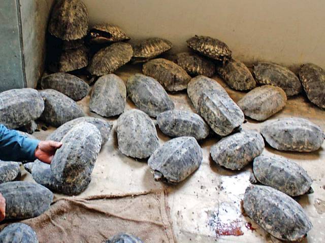 WWFPak tweet picture