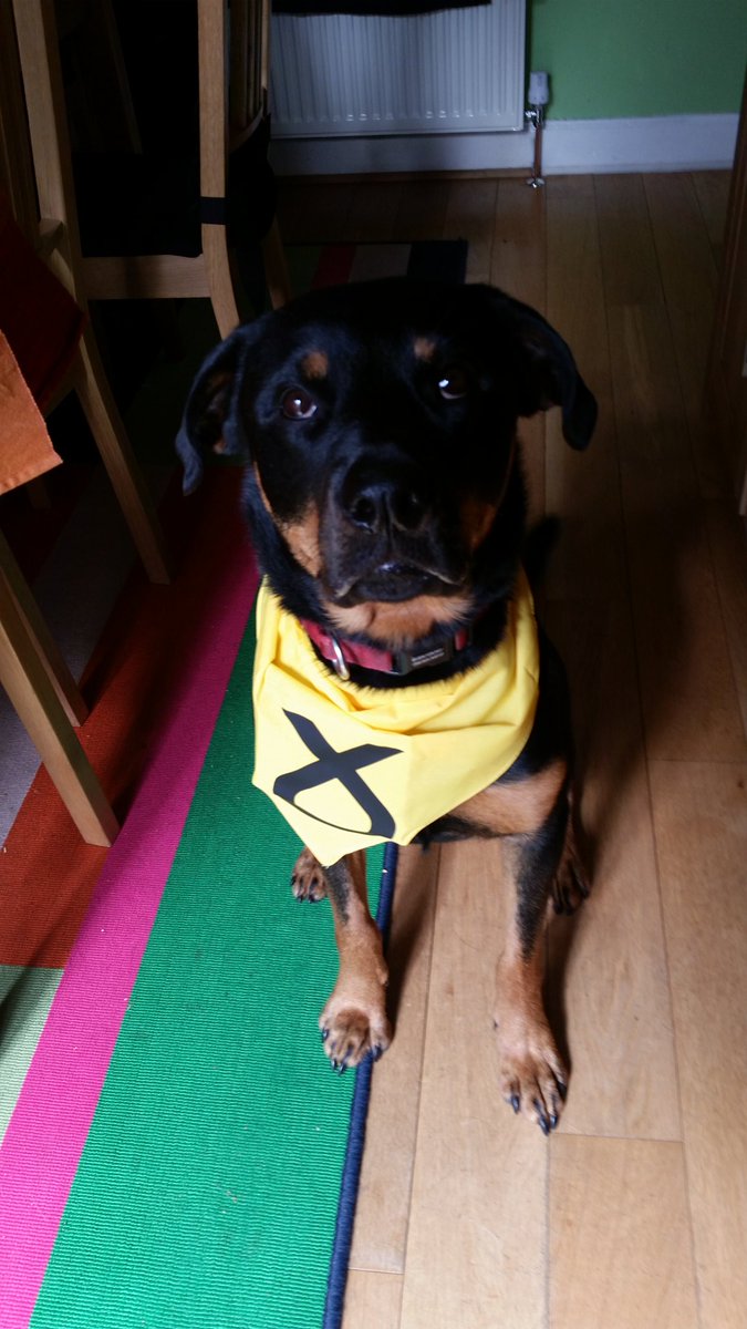 iccjock06's tweet photo. @EastwoodSNP #SNPpets  Lottie the Rottie is backing #StewartMaxwell4Eastwood #SNP 1&amp;2 https://t.co/aCTX4znbS5