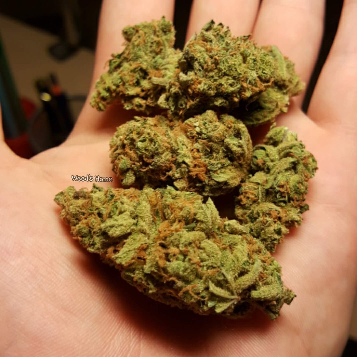 WeedBcn's tweet photo. Join 1 club for €20 or 3 for €40. Call or whatsapp 0034 671670217 for your invite! https://t.co/ubshC4LGhn