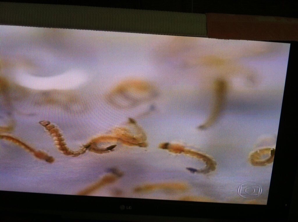 pinheiros23's tweet photo. @canalgnt Podemos sim ajudar diminuir novos criadouros mosquitos AËDES AEGYPTI
https://t.co/vYruJ6WDxY https://t.co/HMNNN9W31m