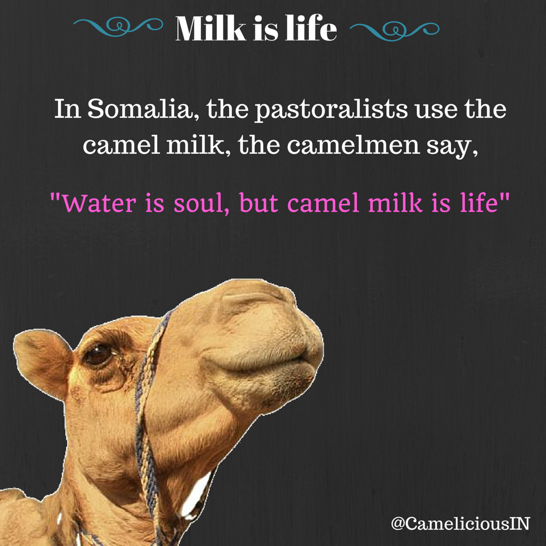 CameliciousIN's tweet photo. In #Somalia, the pastoralists use the #camelmilk, the camelmen say,
"Water is soul, but camel milk is life" https://t.co/XvofHFfSbG