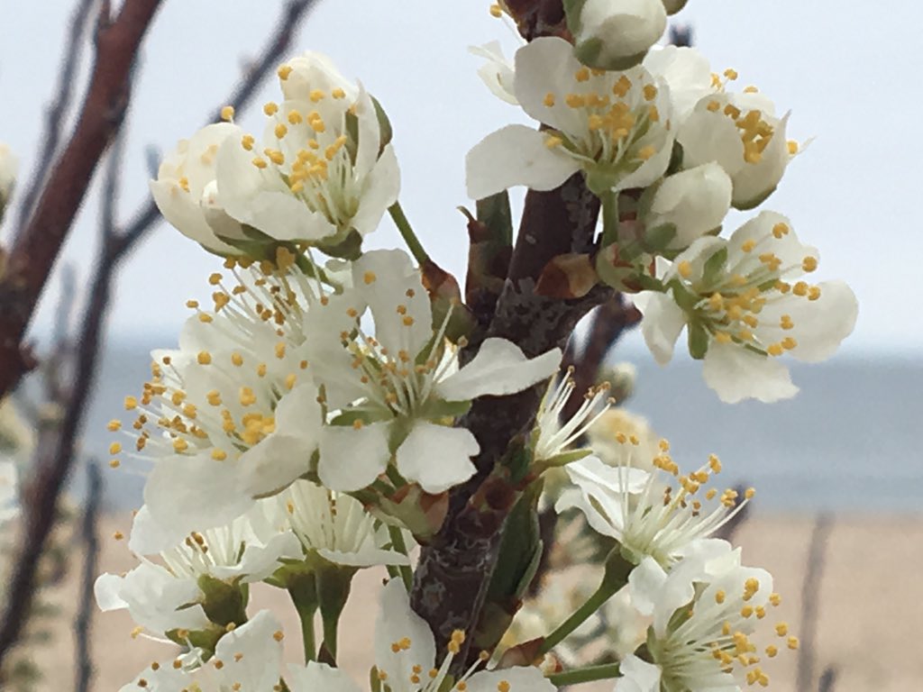 Beelady2015's tweet photo. Wild #BeachPlums are blooming #phenology #LongIsland https://t.co/UkakQOBGuX