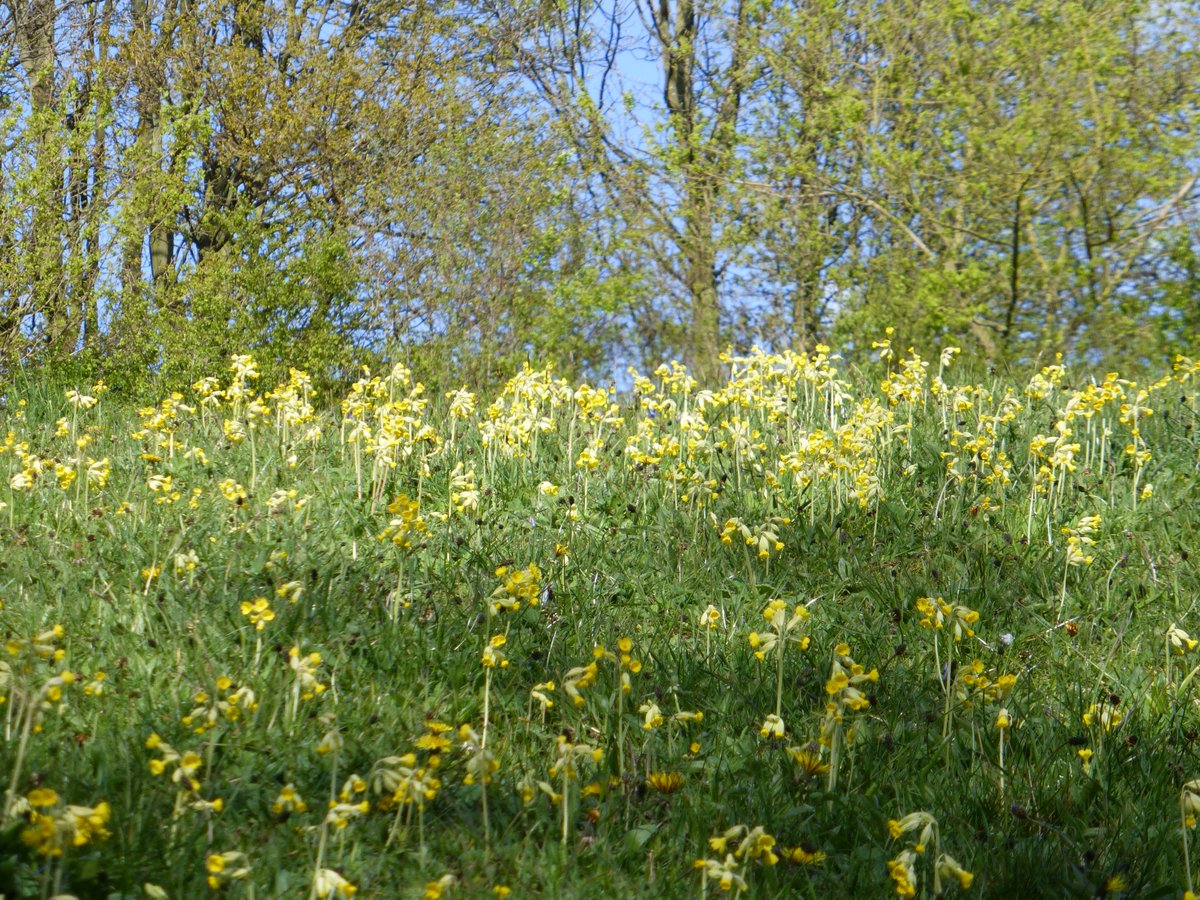 nettefromnotts's tweet photo. Bluebells and Cowslips. Seas of blue and yellow. #Linesway. https://t.co/4baIi0IOrA