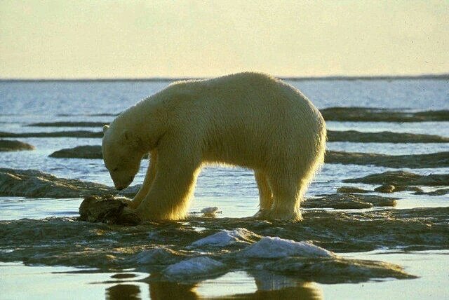 MAGODEOZOFIC's tweet photo. El cambio climático nos brinda estos fatales resultados: 
Cuidemos de Gaia @SalvemosArtico 
 @greenpeacemx https://t.co/oJpPYsrRHk