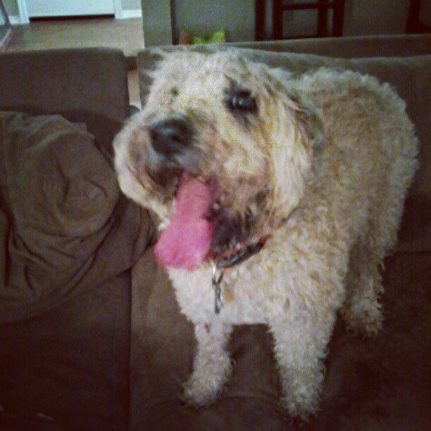 portiakay's tweet photo. @Shawn_Booth How did the dryer sheet work out w Doodle? My dog FLIPS during Tstorms, too! I've tried everything... https://t.co/Gl7Perb1i3