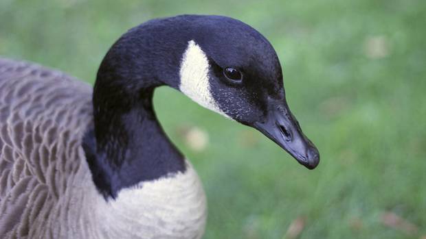 RussianPaladin's tweet photo. MFW no #Battlefield Premiere invite...
#SadGoose #GeeseMatter #PETA #BF5 https://t.co/wxgklyiJCf