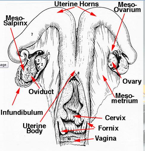 Dr. Salma Sultana (@dr_sultana_mlaf) on Twitter photo 