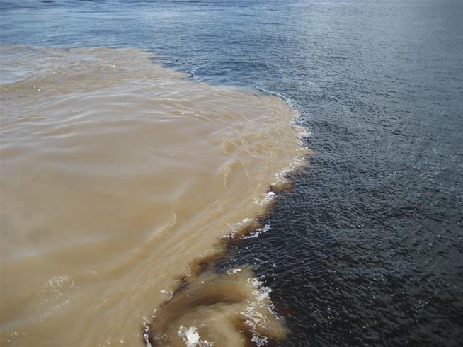 reefscom's tweet photo. The Amazon’s Muddy Waters Have Been Hiding a Massive Reef https://t.co/qinJI4U5At https://t.co/UhF654kpOO