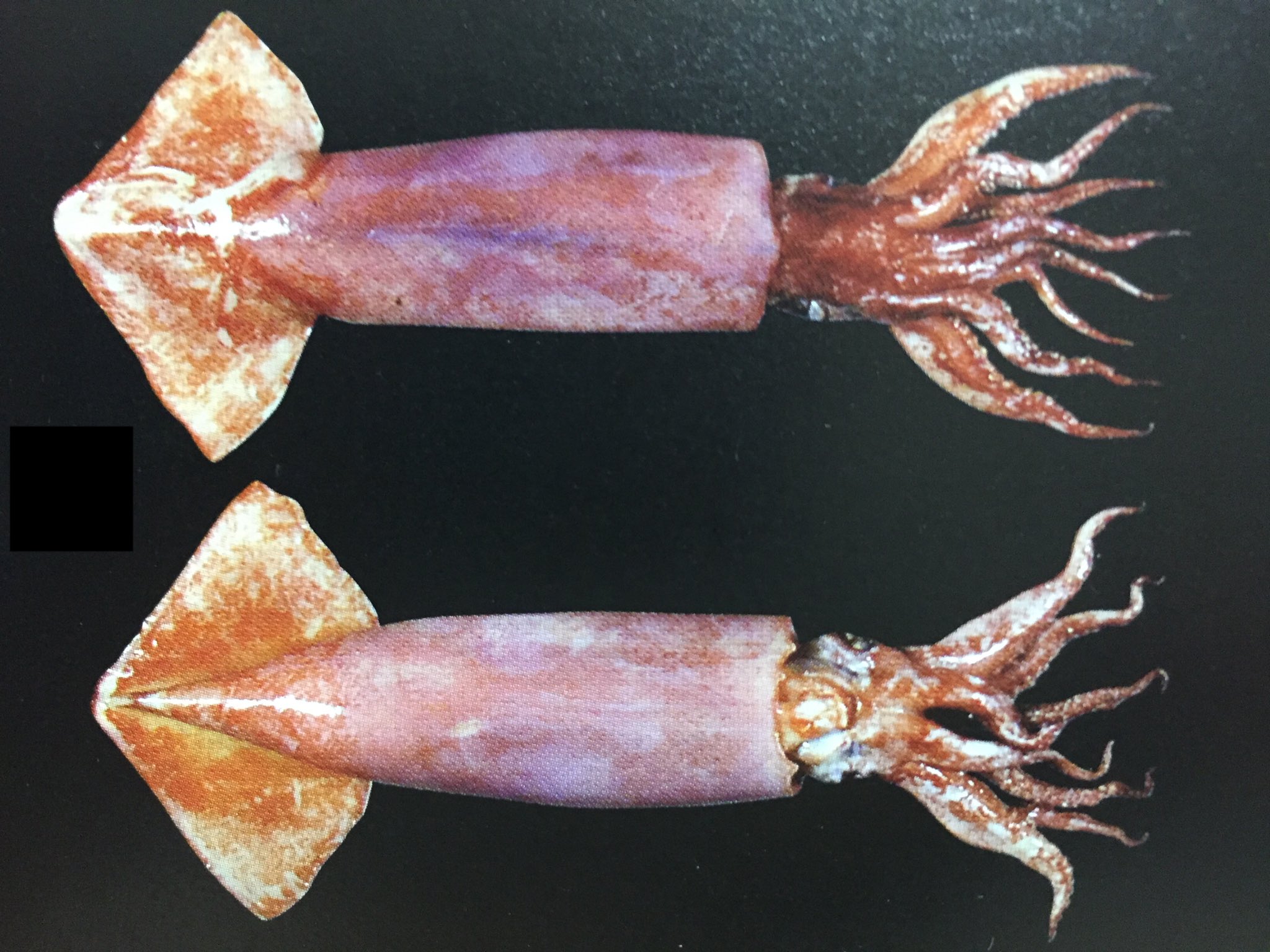 深海魚くん 今週の深海魚 タコイカ もはやタコかイカか分からない名前だね 北海道近海に棲んでるよ T Co Cwlbclkp6l Twitter
