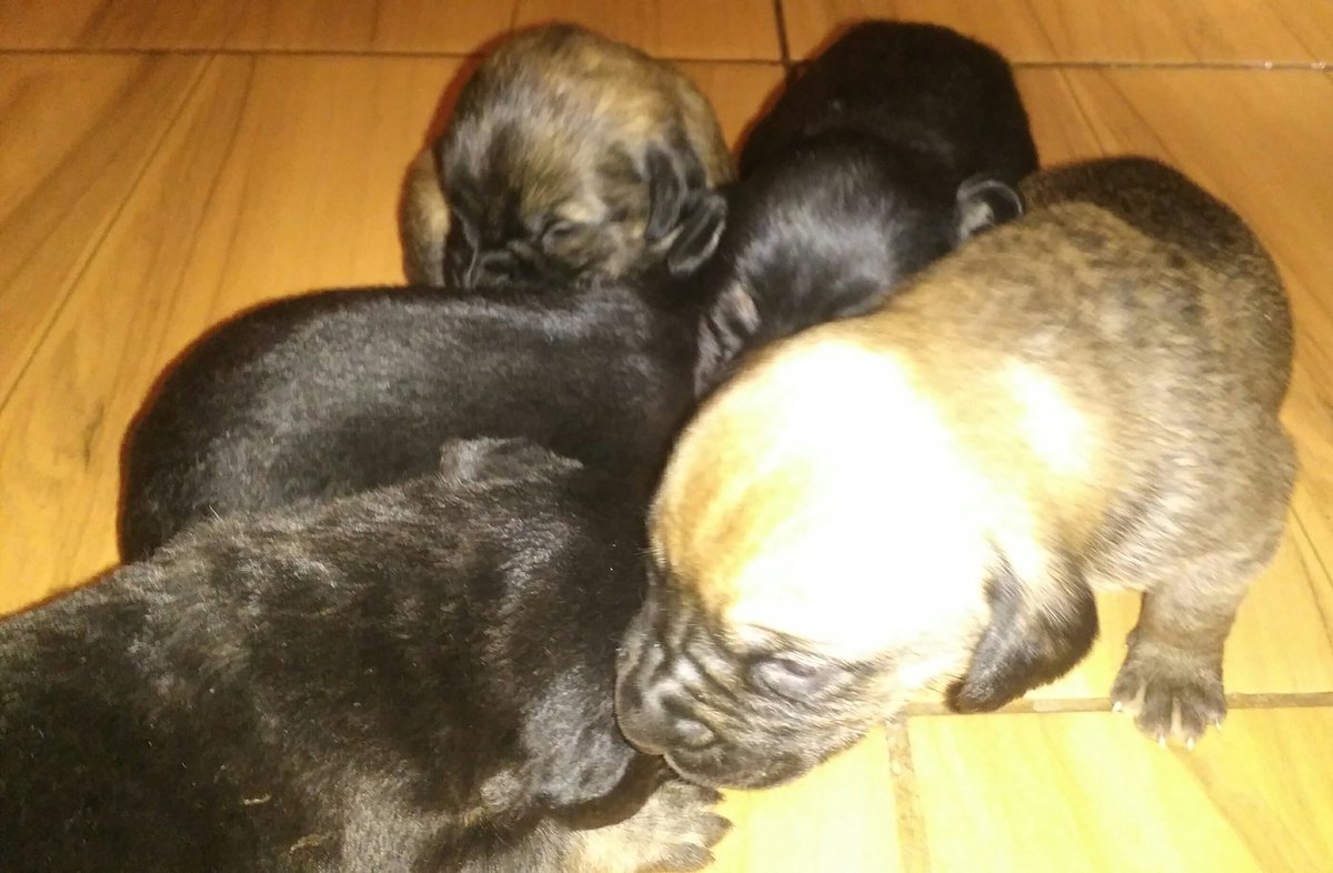 acortinezm's tweet photo. #SeRegalan #Perritos @fundacionstuka @FundJulieta porfa RT https://t.co/718xBcGipj https://t.co/gz5ZGZMGlE