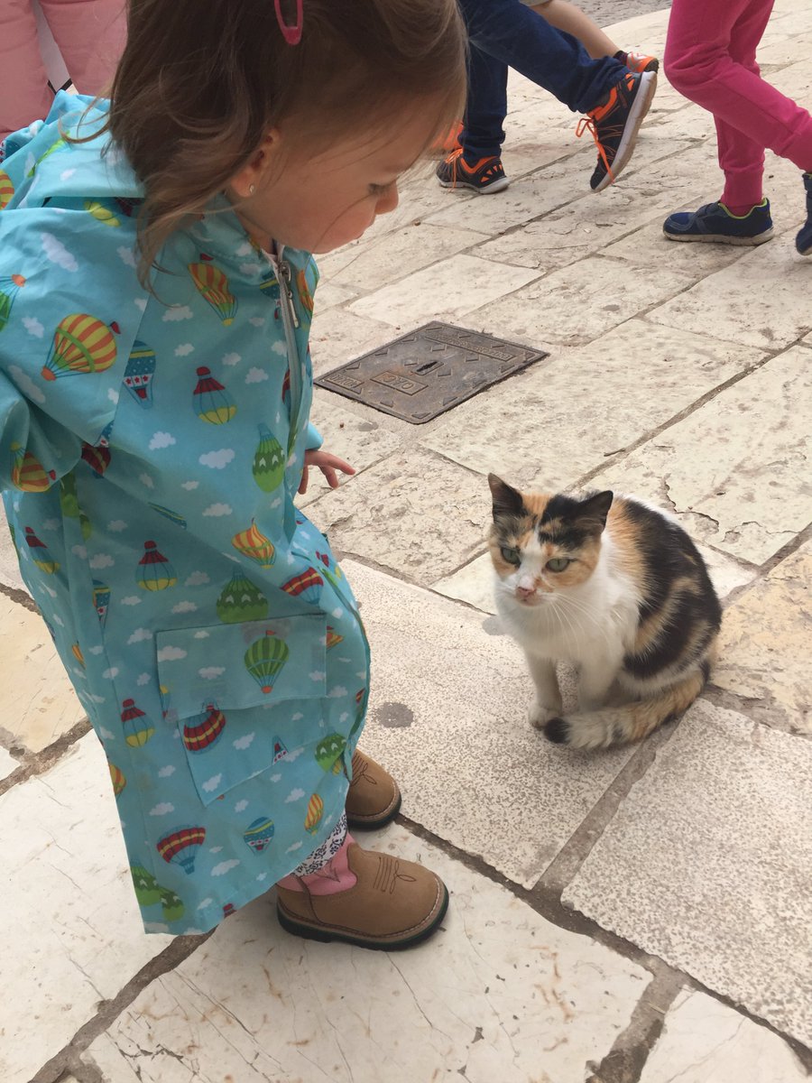 cynthianatalie's tweet photo. @yvonnecarrasco Look who met her first Greek cat today! @AlieGoesFast she even gave her a kiss! #HiGata https://t.co/TF1Tta6O8m