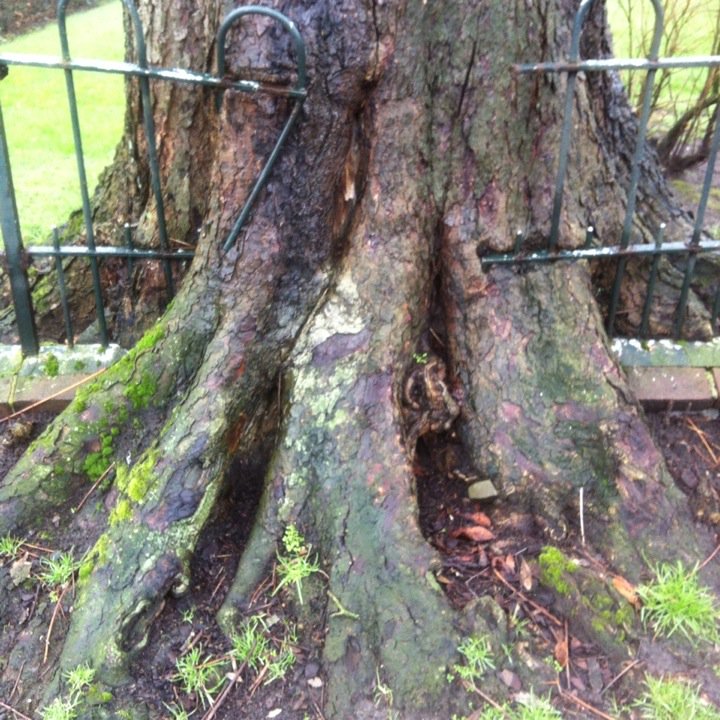 kaapsviooltje1's tweet photo. @HungryTrees #hungrytree #Enschede https://t.co/4L7xDcUS6t