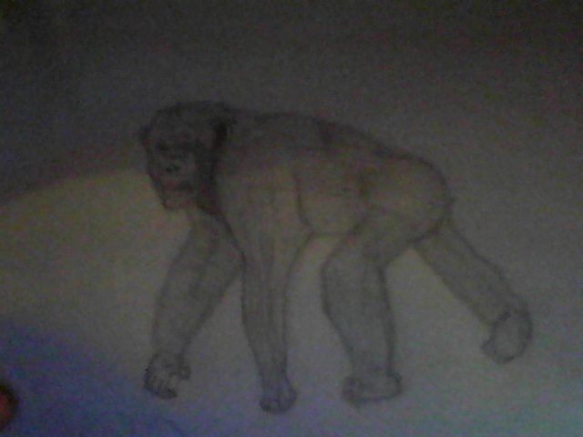caseycraig110's tweet photo. My drawing of a Chimp and An Orangutan https://t.co/OdvUQwczLe