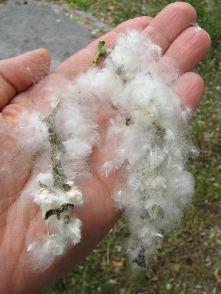 AirIntakeScreen's tweet photo. This Summer, protect your #airintakes from #airborne debris such as #pollen, blossom and insects with #RABScreen. https://t.co/kAapIPN7r5