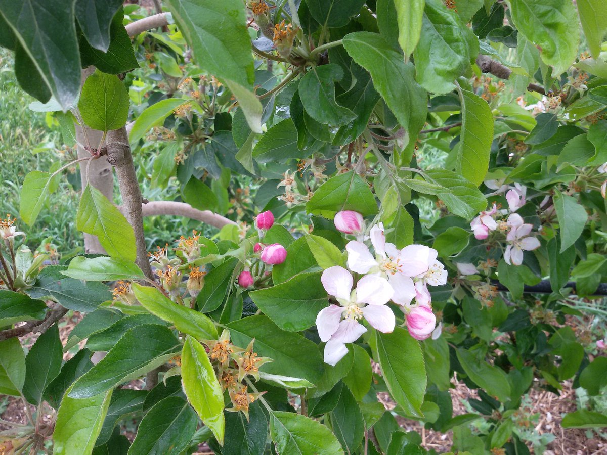BioCerca's tweet photo. Les pomeres ja floreixen! I tu? Ja disfrutes de la #primavera? Fes-ho amb l'app @biocerca Identifica els #arbres https://t.co/w7iH3gww1R