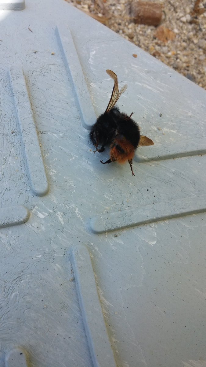 Rikio Matsumoto 再掲 中国大陸からの移入種のタケクマバチの分布情報を集めています 近畿以西で こんなハチを見かけたらお知らせいただけると助かります 胸の毛が黄色くないのと翅の色で在来の クマバチとは簡単に区別できます T Co Gpjjv5mp6j