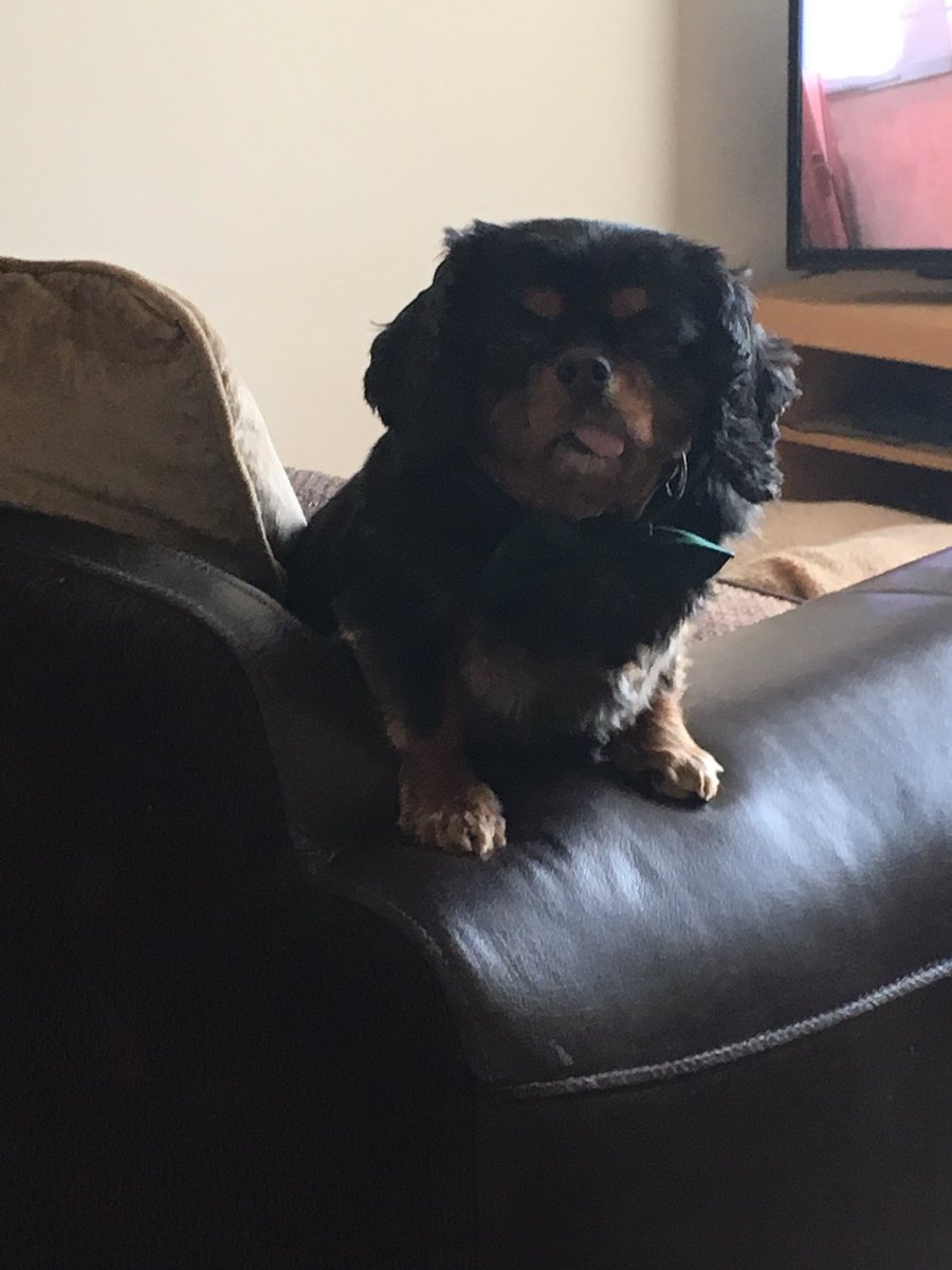 DARRENKANE4's tweet photo. #iloveharringtons @HarringtonsPets https://t.co/0oP2L2Orur