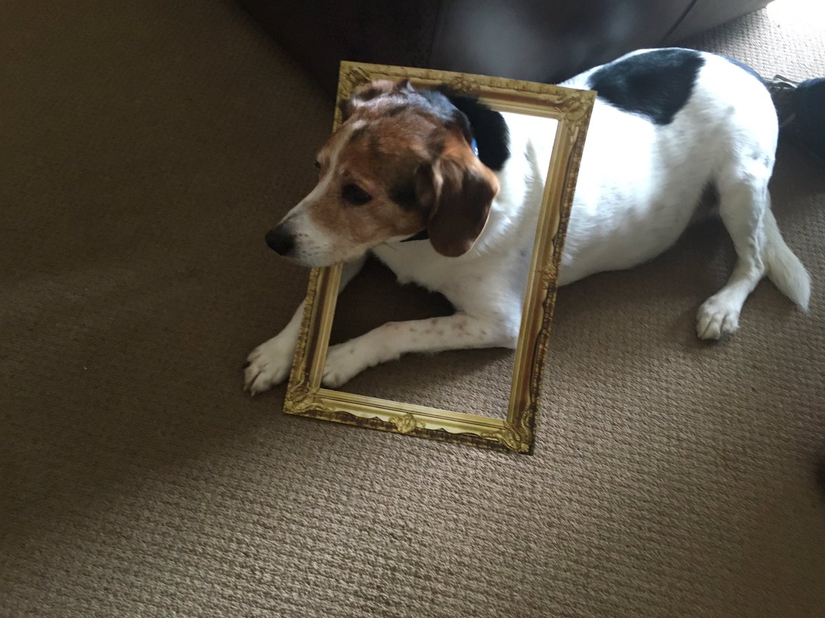 DARRENKANE4's tweet photo. #iloveharringtons @HarringtonsPets https://t.co/0oP2L2Orur
