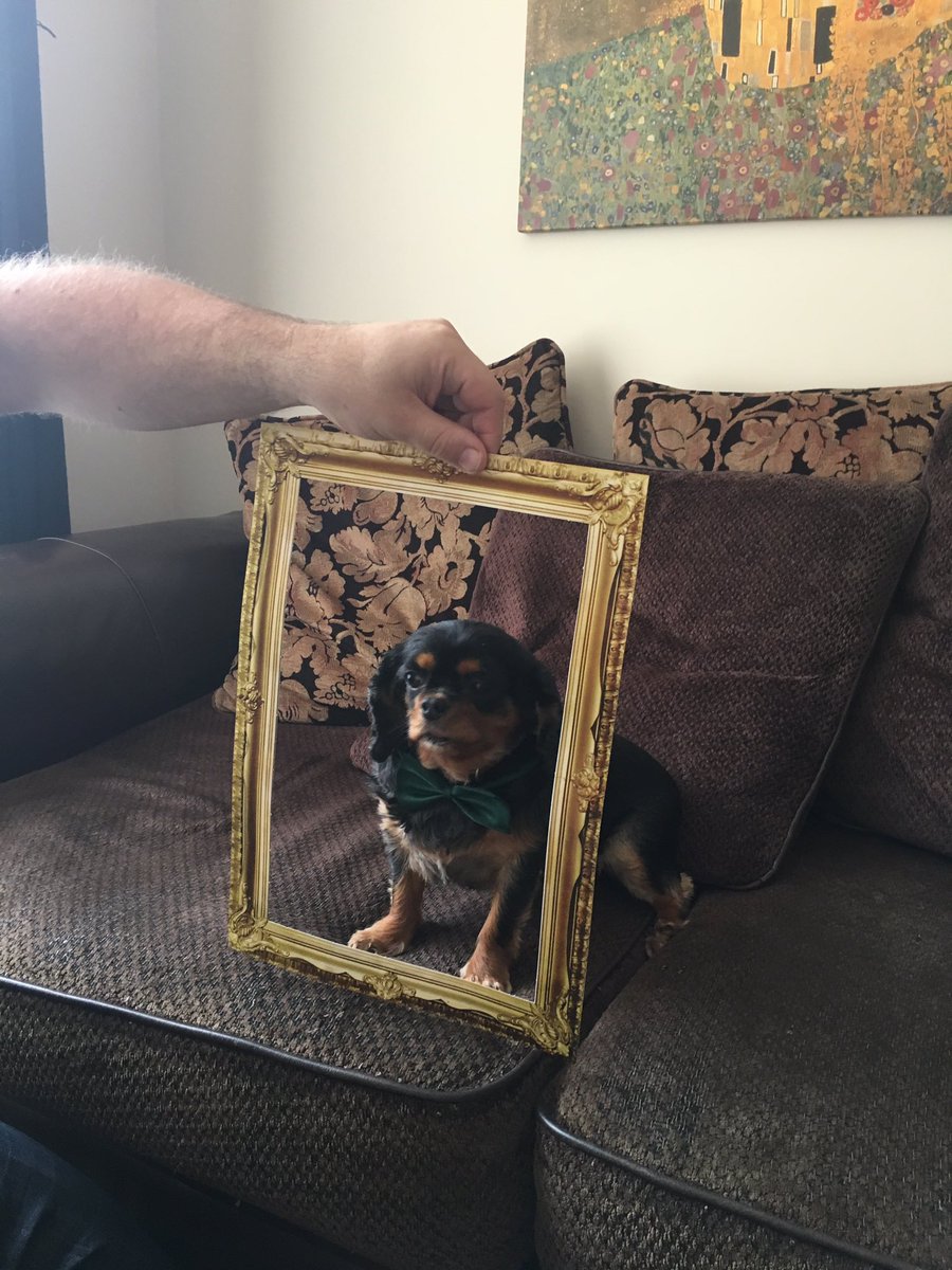 DARRENKANE4's tweet photo. #iloveharringtons @HarringtonsPets https://t.co/XqbIEXMSVH