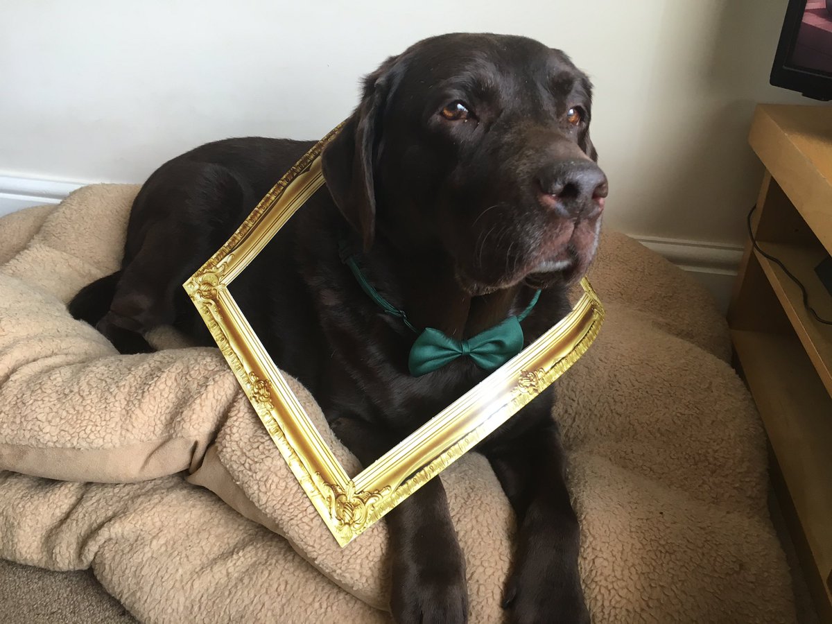 DARRENKANE4's tweet photo. #iloveharringtons @HarringtonsPets https://t.co/XqbIEXMSVH