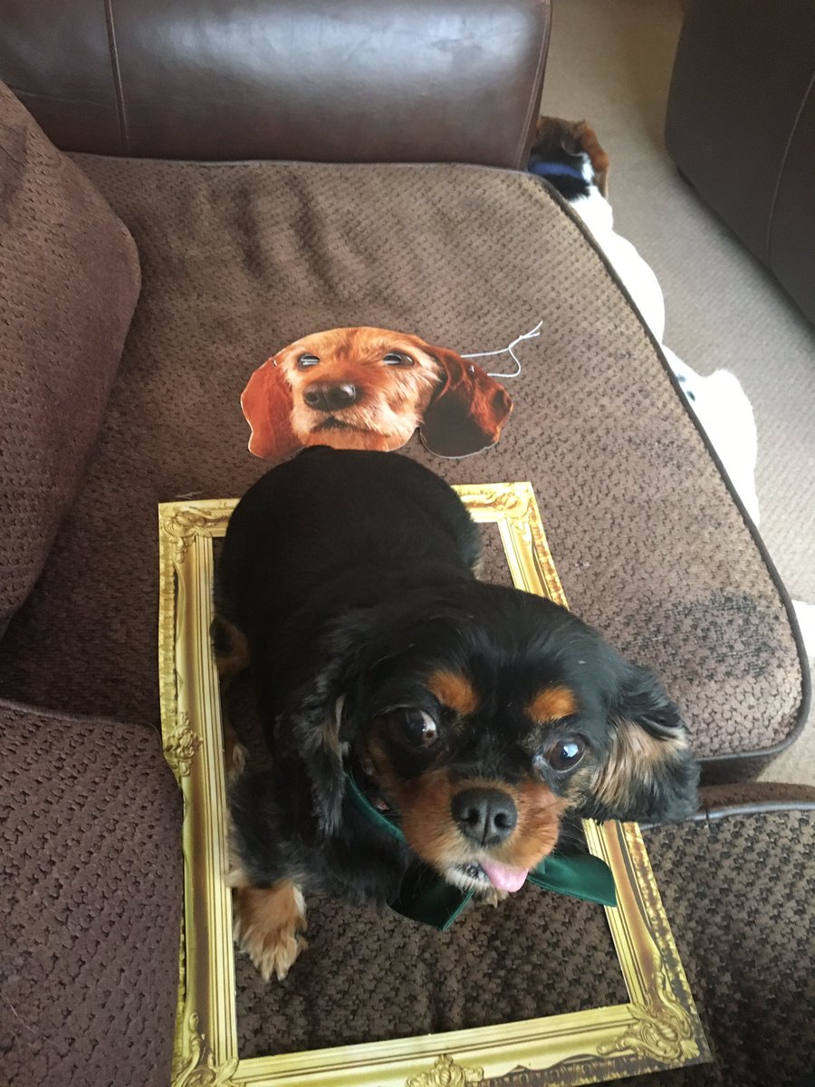 DARRENKANE4's tweet photo. #iloveharringtons @HarringtonsPets https://t.co/bnBtN34qx4