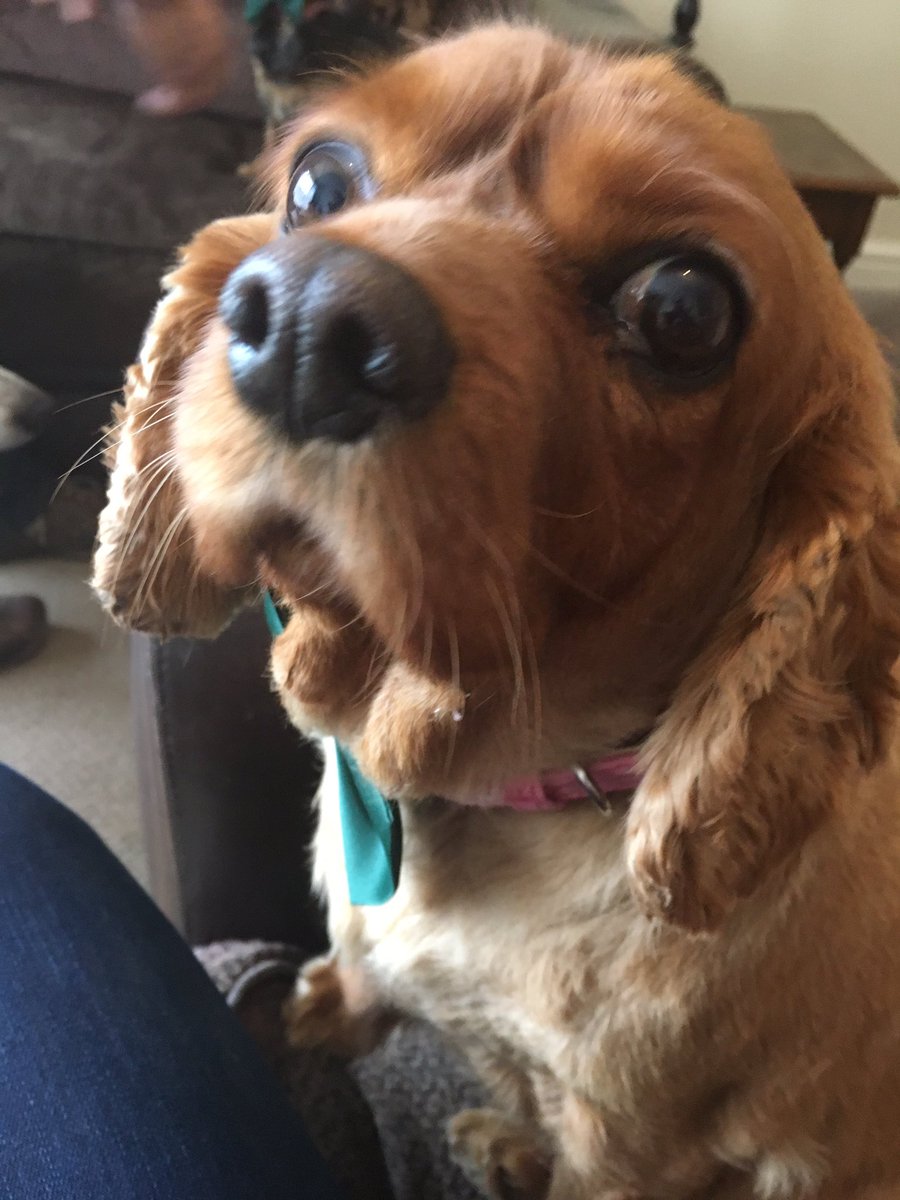 DARRENKANE4's tweet photo. #iloveharringtons @HarringtonsPets https://t.co/bnBtN34qx4
