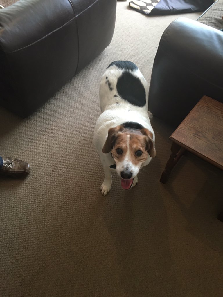 DARRENKANE4's tweet photo. #iloveharringtons @HarringtonsPets https://t.co/Do7V6wWNNc