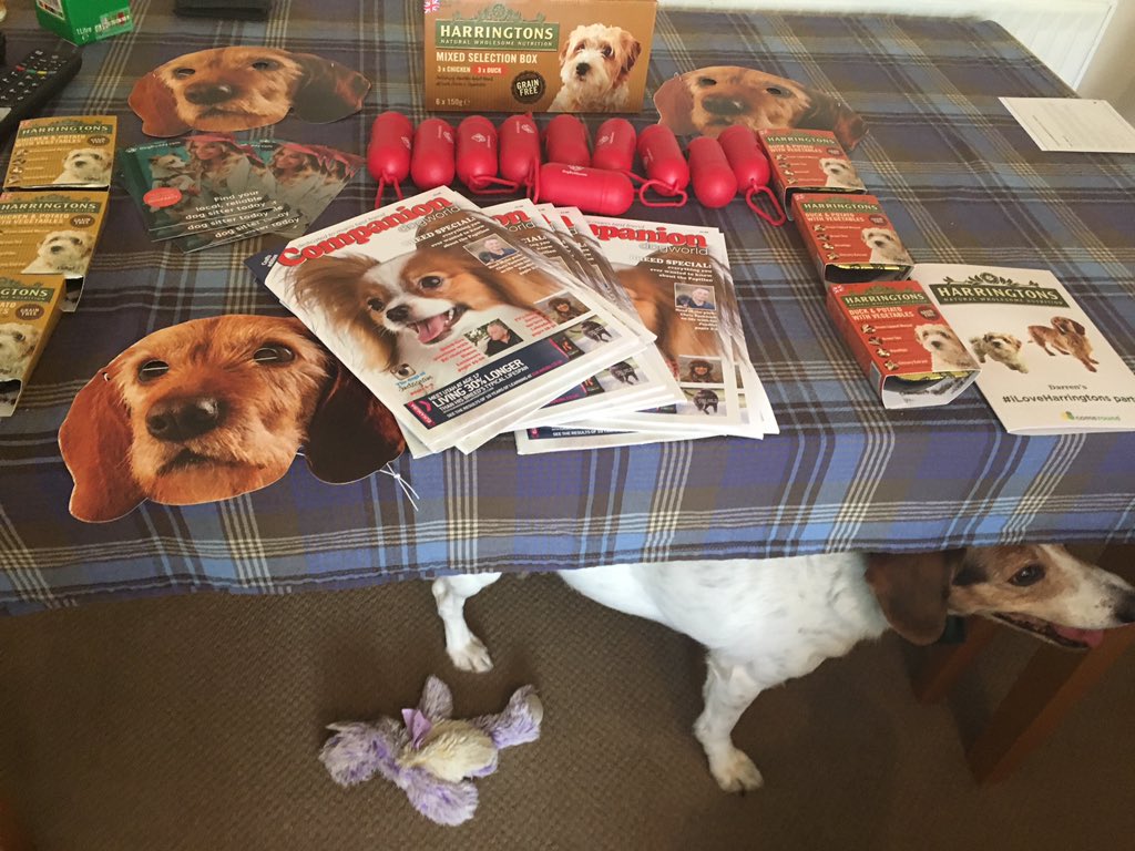 DARRENKANE4's tweet photo. #iloveharringtons @HarringtonsPets https://t.co/Do7V6wWNNc