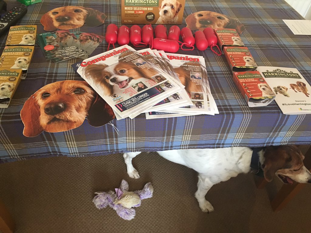 DARRENKANE4's tweet photo. #iloveharringtons @HarringtonsPets https://t.co/Do7V6wWNNc