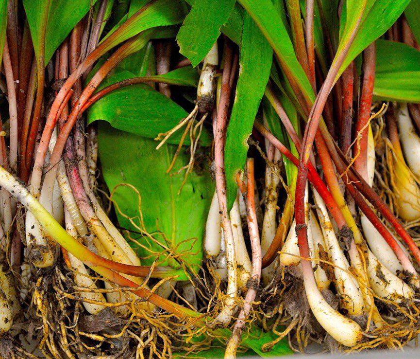 AmoreWegmans's tweet photo. Fresh ramps at @AmoreWegmans https://t.co/NugnrXA0WP