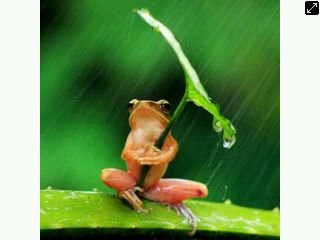 TimahRahmat tweet picture