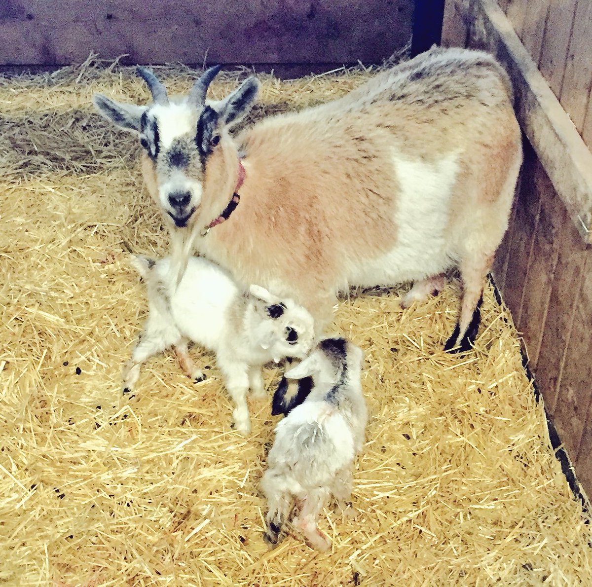 bwburrell's tweet photo. Another set of twins on the farm this morning, this time from Betty the goat https://t.co/vUFw6rg9xw