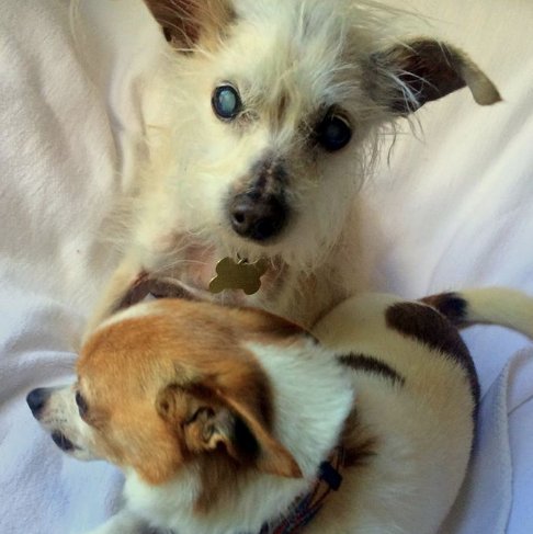 TailsofGray's tweet photo. Getting by with a little help from a friend: https://t.co/C4vZWiwTyu #Dogs #SeniorDogs #RescueDog #RescuedDogs #Love https://t.co/tjMguLz24V