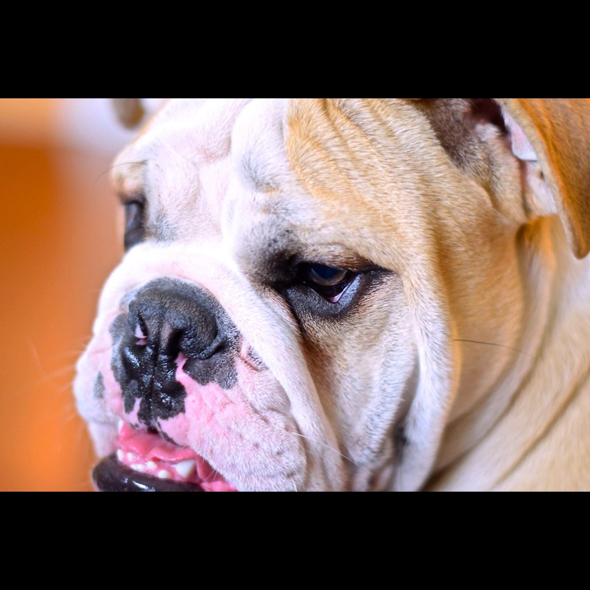 mandababy29's tweet photo. Hungout with this little (big) guy yesterday and now I want one! #englishbulldog this is ozzie! https://t.co/vk6NUSOj1T