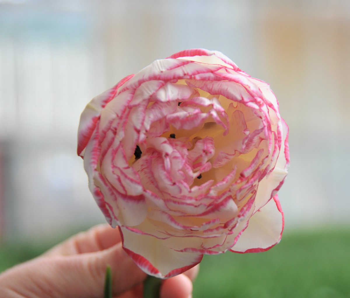 Monday morning deserves the pink-edged, multi-layered, fancy tulip, Double Touch.