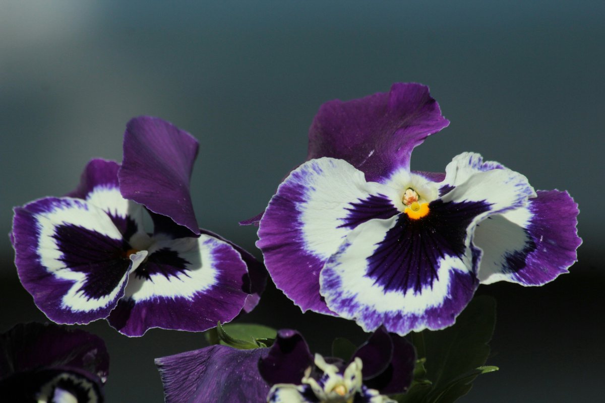 Another winning shot by Carole Marlin! Purple pansies against a blue backdrop really work in this photo.