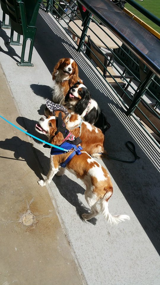 Photos from yesterday's Bark in the Park event - Arizona Diamondbacks <a href="/Dbacks/">Arizona Diamondbacks</a> vs. Colorado <a href="/Rockies/">Colorado Rockies</a> #dogs #MLB