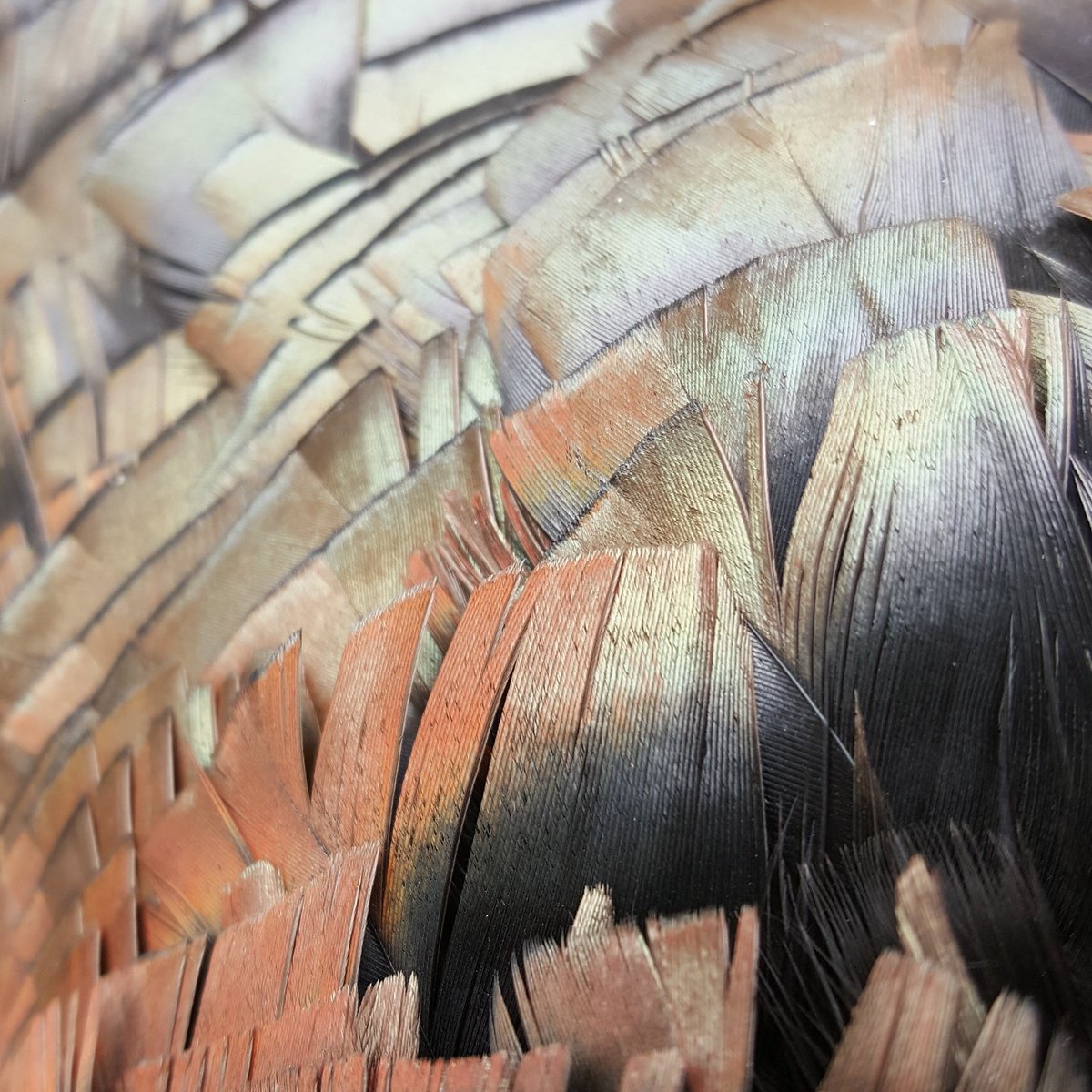 Like and retweet if these are some of your favorite spring time colors! #TraditionGameCalls