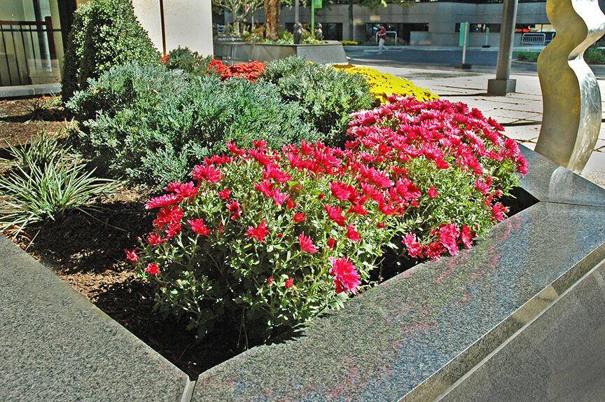 Do you want to find a way to set yourself apart from competition?
#ELMturns40 #ELM #flowers
bit.ly/perennialsELM