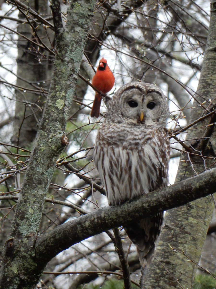 Howard Altschiller tweet media